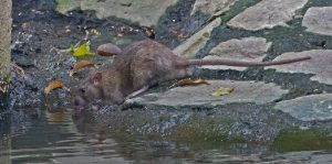 Bandicota bengalensis