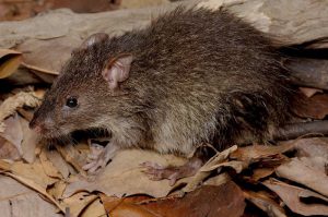 Bandicota indica