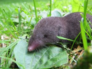 Celurut (Shrews)
