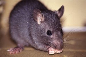 Rattus Rattus