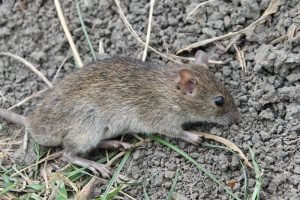 Rattus argentiventer