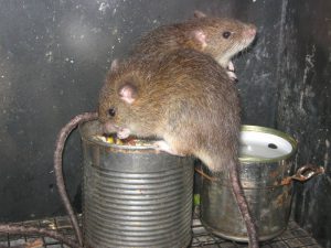 Rattus exulans