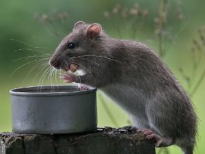 Rattus norvegicus